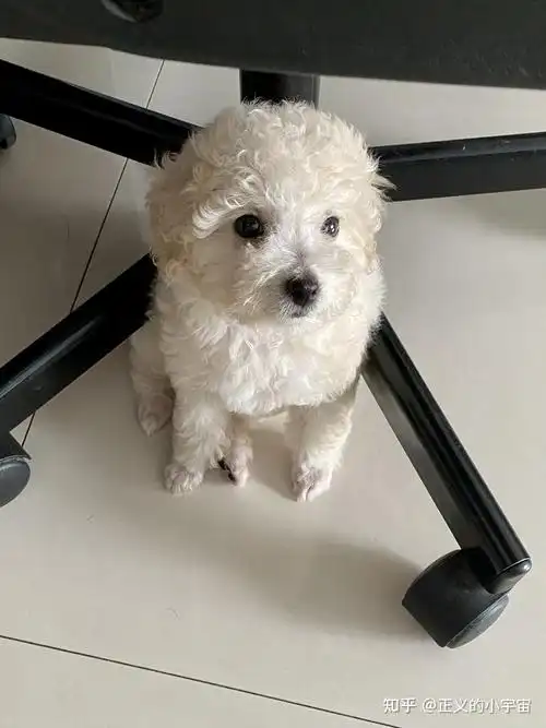 白色比熊跟棕色泰迪会串出什么样的狗? - 知乎