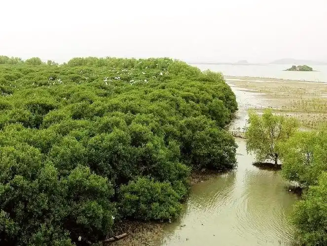 文件盐洲岛红树林jpg