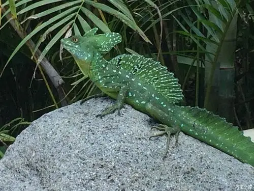 西藏归来,通麦拍到的五爪金龙