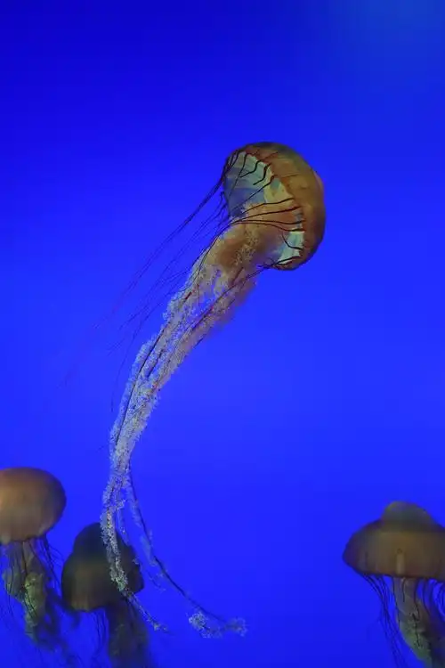 海底世界太多美丽且梦幻的生物水母