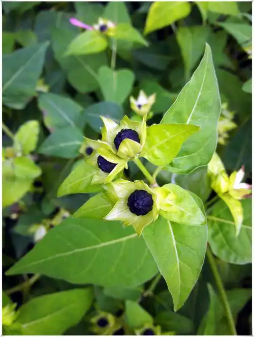 写美篇     爱美的小姑娘,常常将一朵朵玫红的,明黄的紫茉莉摘下,用
