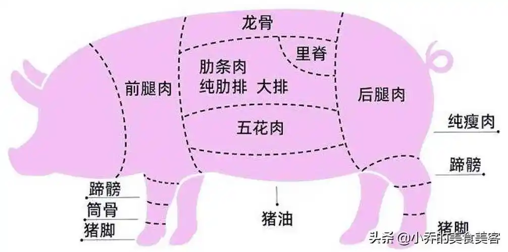 猪身上的部位图,一张图,让小白轻松看懂什么肉,从此买肉不糊涂