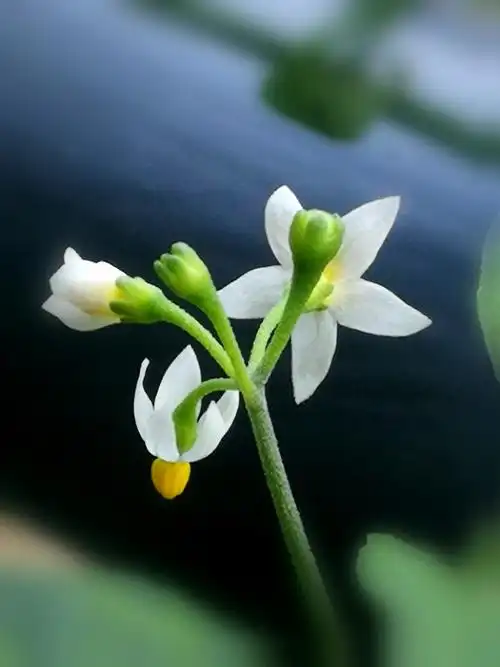 我的花模——龙葵