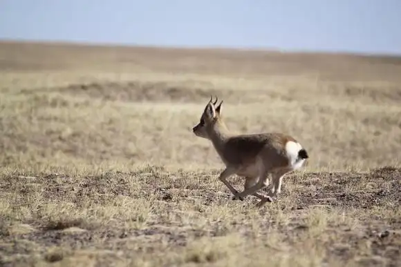 qinghai 2011 青海 | procapra gutturosa 黄羊