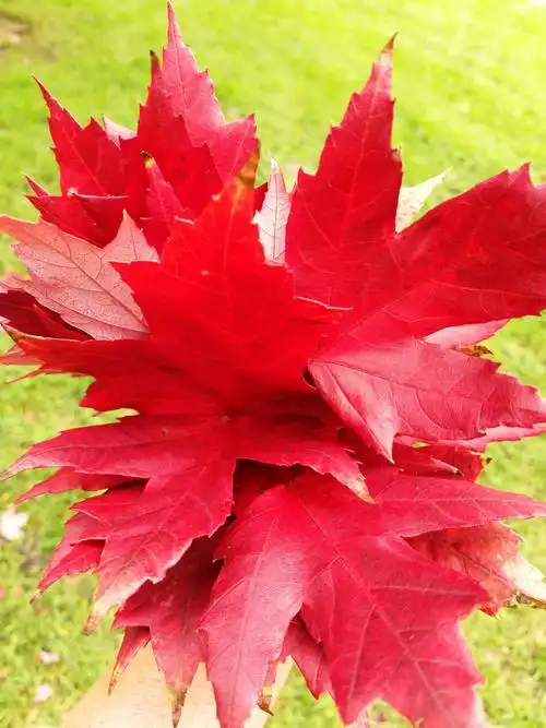 让我们一同在枫叶染红的秋天,去拥抱这里繁盛的生命之美吧!