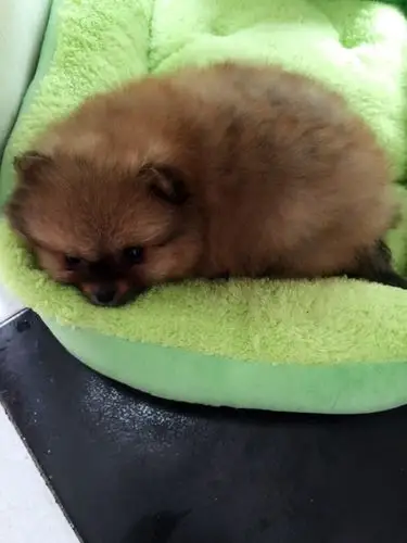 2个月博美,帮忙看看纯吗