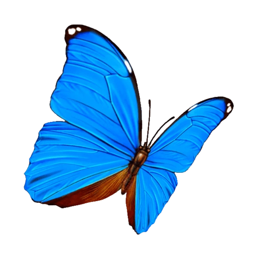 蝴蝶:免抠图png透明素材