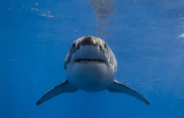 鲨鱼在大自然的壁纸1600x900分辨率查看