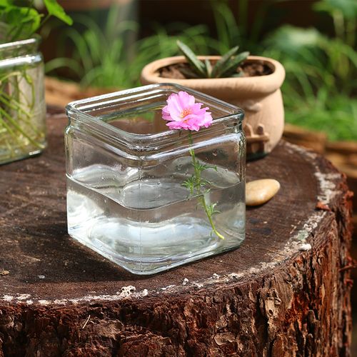 小花瓶透明玻璃瓶方形金钱草瓶子客厅插花水养迷你铜钱草矮花瓶子