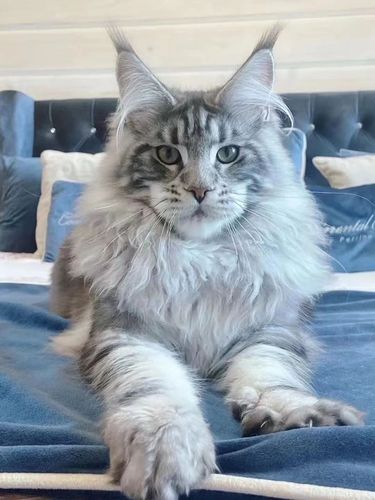 缅因猫幼猫纯种活物宠物猫咪巨型赛级俄罗斯猫烟灰长毛猫活体幼崽