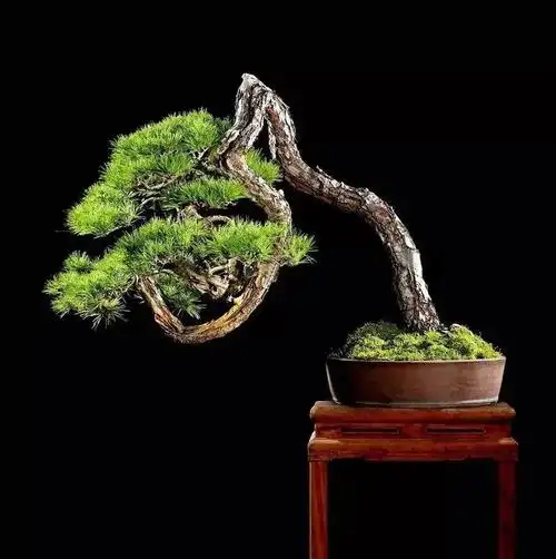 松树盆景养护与管理(从零学会的松树盆景造型技艺)