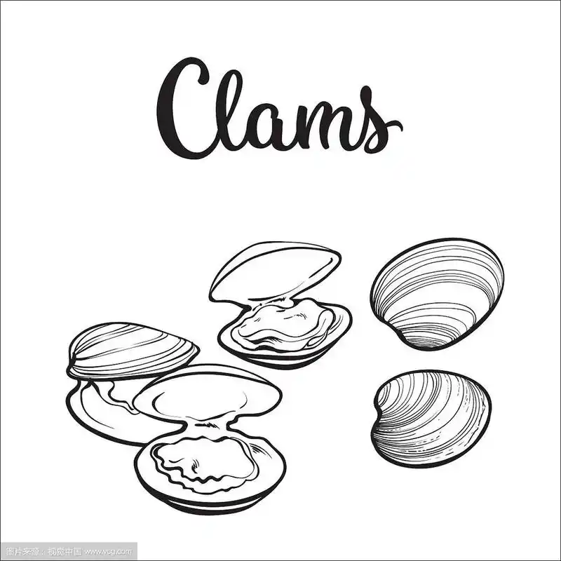 生蛤孤立在白色背景