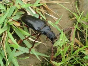 曲牙锯天牛,大牙土天牛