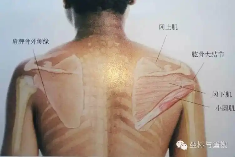 大圆肌小圆肌的功能问题及治疗方法