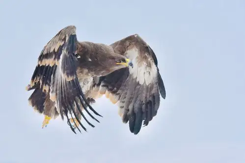 其它 大雕傲雪斗酷冬 写美篇冰雪酷冬,草原雕翱翔