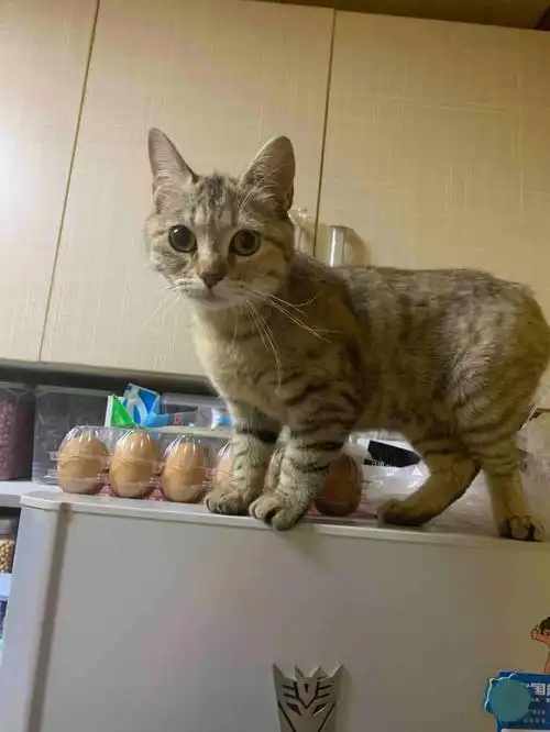 7月7日 漂亮大眼睛小三花橘猫领养