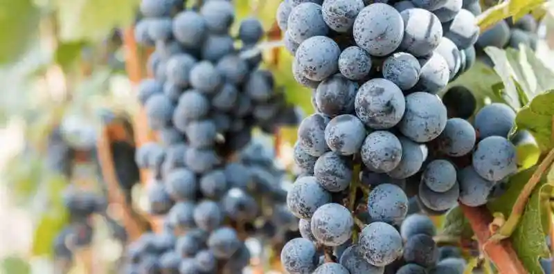 被称作小西拉的葡萄品种杜瑞夫