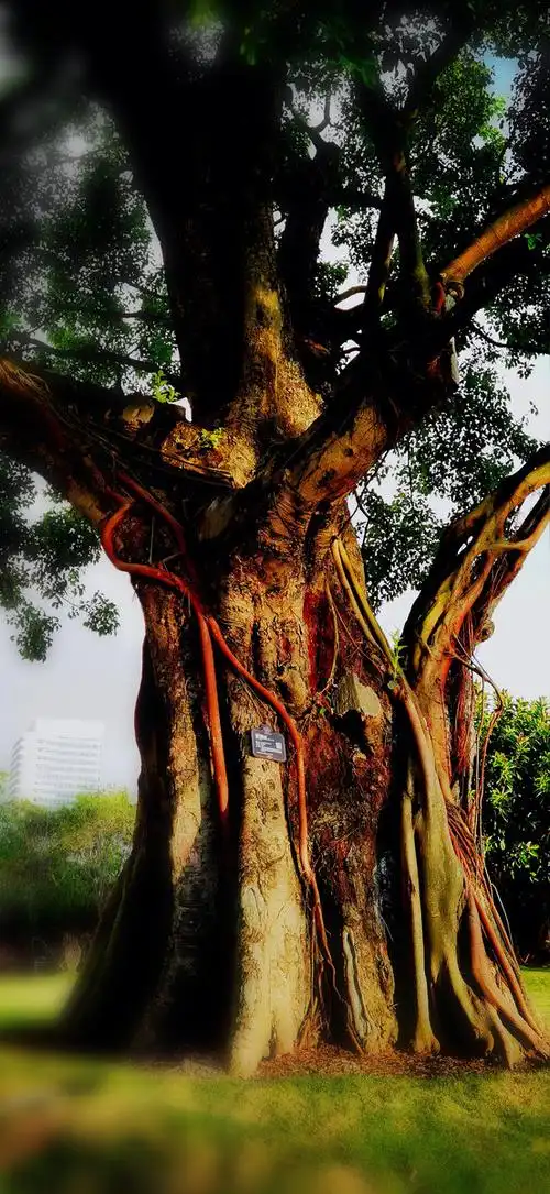 珠海菩提树树龄350年一叶一菩提祥和心灵的象征