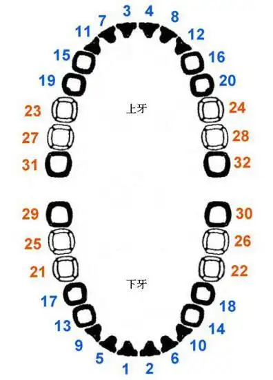 为什么窟牙(矫正)后我的牙齿还有空隙