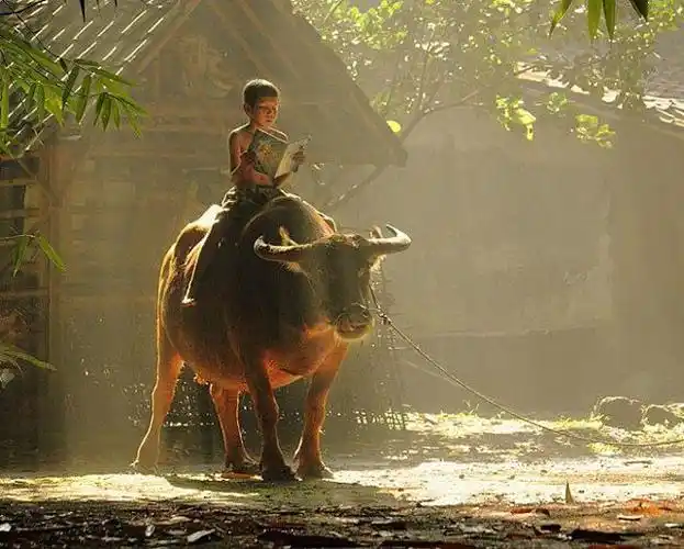 会写作文的n个理由上