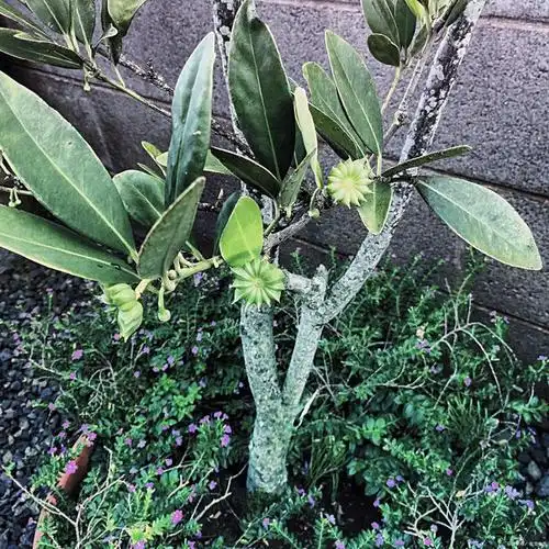 大叶骨碎补:中草药的神奇功效与现代应用