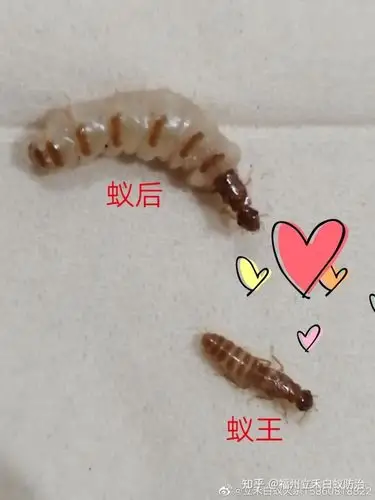 蚁王蚁后和群体发育