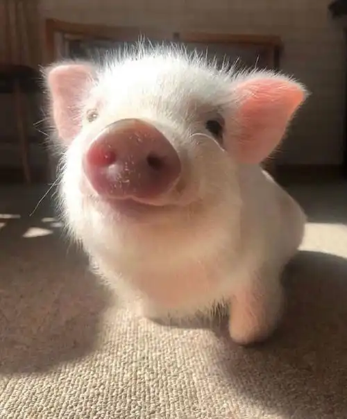 是可爱软萌的小香猪呀#女生养300斤香猪当宠物