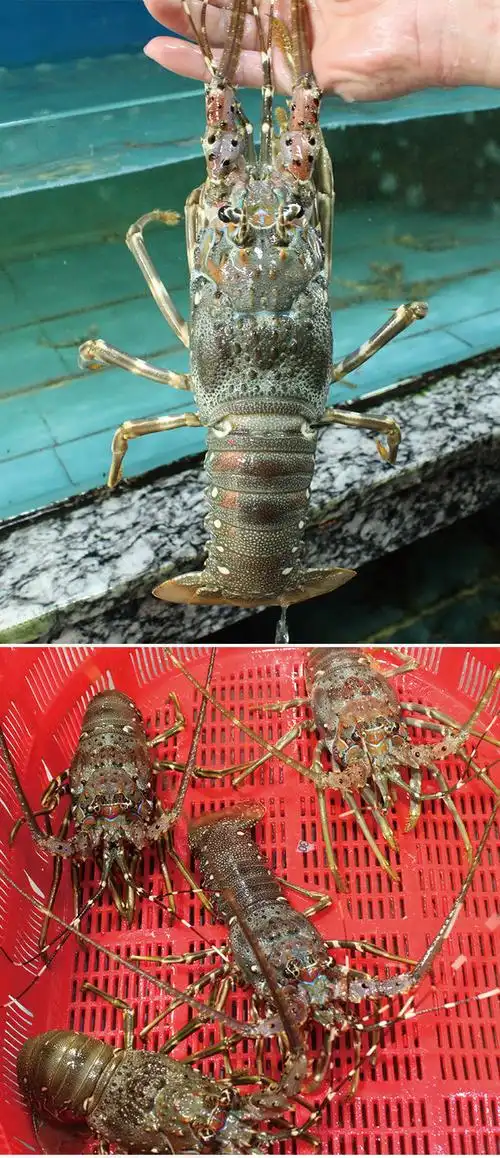 越南小青龙鲜活大龙虾新鲜海鲜澳龙波龙 活冻【-18度保鲜】 青龙250g*