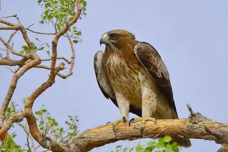 常见鸟类图片名称-4