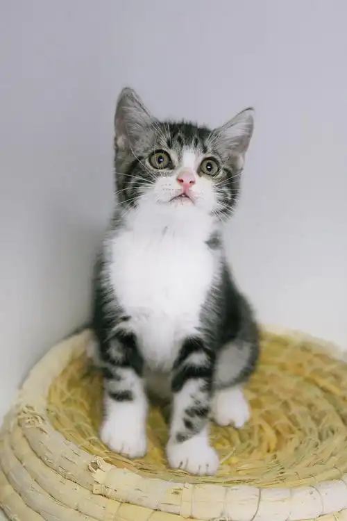 美短加白弟弟在线蹲一个新家