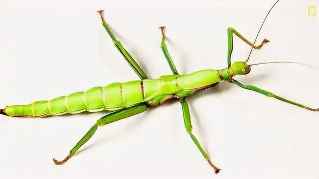 吴沁婕专访:绿椒竹节虫_腾讯视频