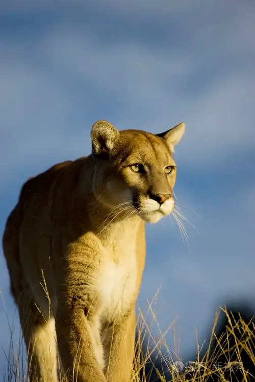 美洲狮在蒙大拿州山狮