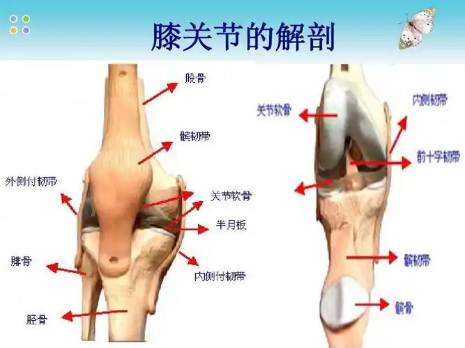 膝关节的解剖