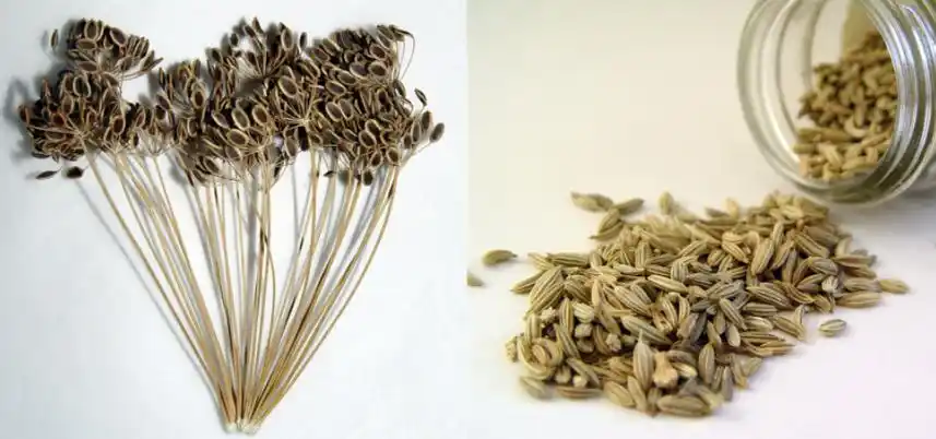 莳萝草披萨草迷迭香百里香到底都是干嘛的