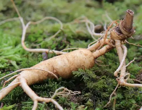 参仙源野山参五形六体大揭秘看纹识野山参