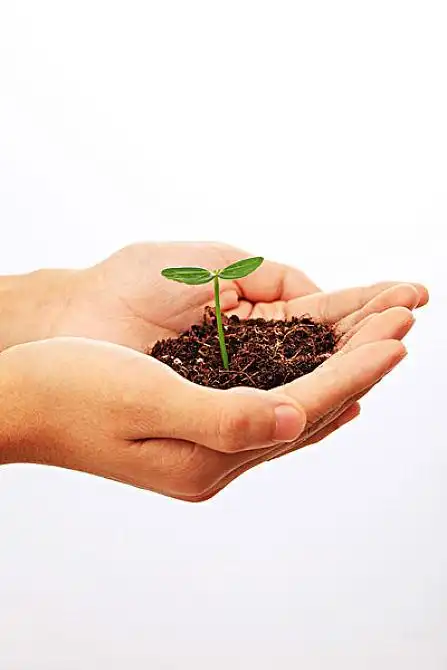 手捧着树苗图片_手捧着树苗图片大全_手捧着树苗图片素材