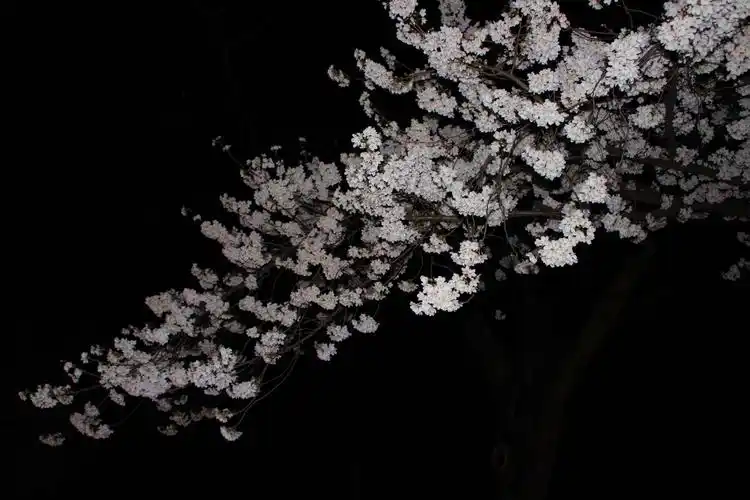 这张夜樱是前几年相机拍摄