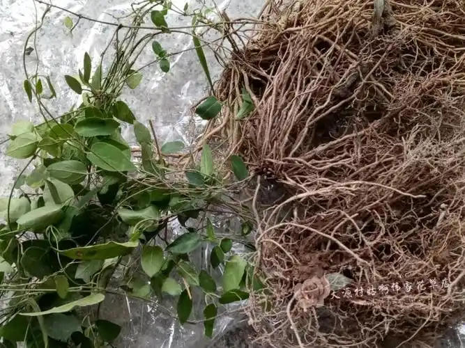 中药材野生三十六荡 娃儿藤 三十六根 双飞蝴蝶 白龙须250克包邮