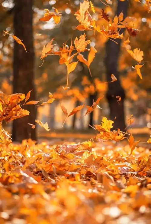 秋天是个诗意的季节,揽一缕秋风入怀,轻拂岁月的尘埃,感受时光的静