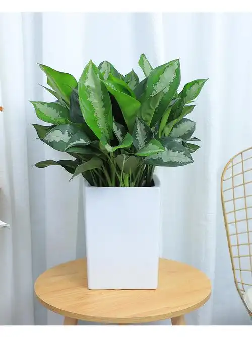 雅丽皇后花叶万年青盆栽植物吸甲醛净化空气好养易活办公室