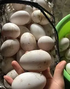 【限时抢购】新鲜土鹅蛋12个大鹅蛋包邮散养鹅蛋 单个重120_阿里巴巴