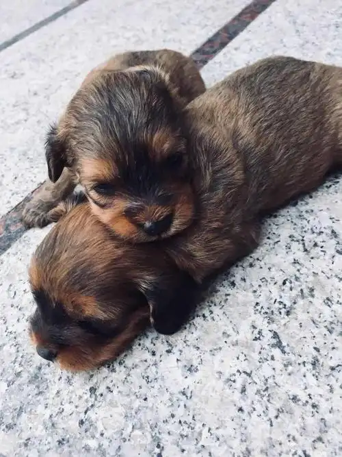 泰迪串串免费送