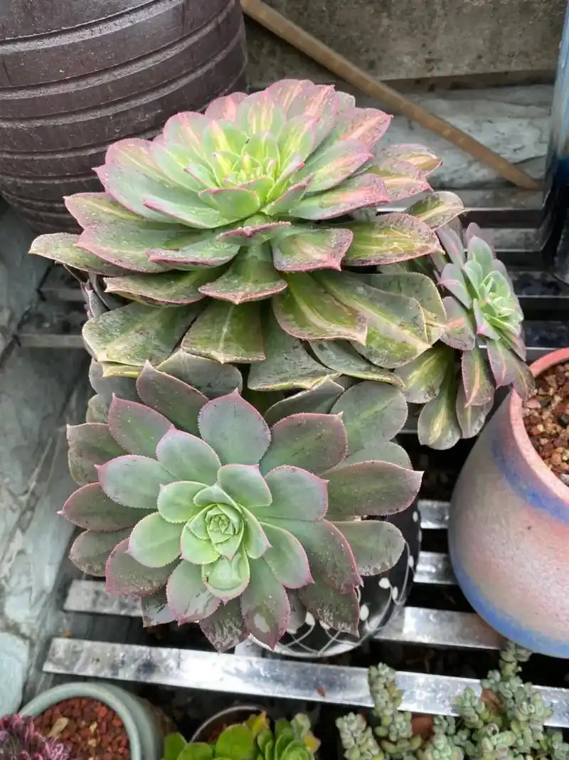 黄中斑,艳日伞,艳日辉,星爆,灿烂法师!朋友们你喜欢哪一款! - 抖音