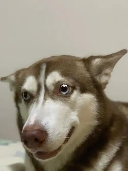 riri 飞机耳也太可爱了  掐住小耳朵#狗狗日常  #哈士奇  #飞机耳