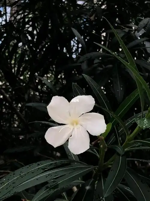 一朵白色夹竹桃