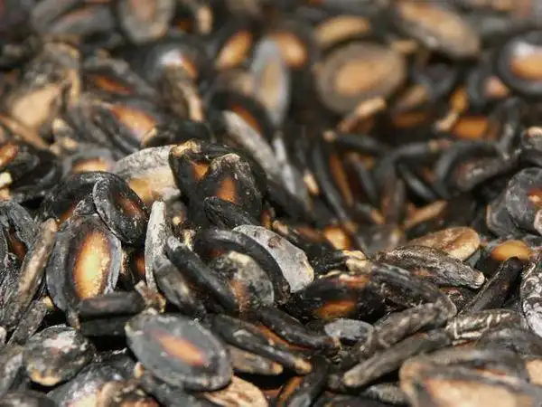 再传个微距上来大家看看 大魔瓜2004-07-01 13:16 2楼 瓜子好象发霉了