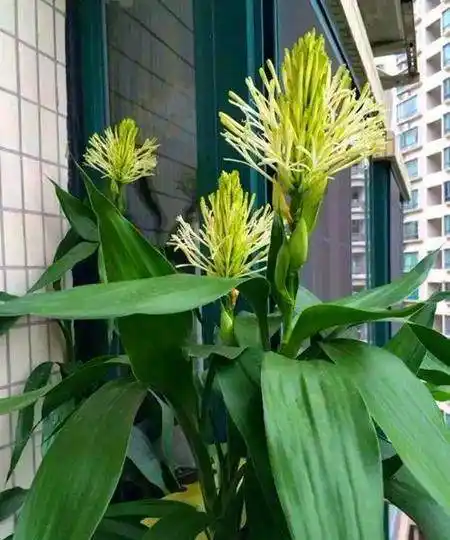 还有淡淡花香 一直以来,人们都将富贵竹看作是全然的观叶绿植,水培的