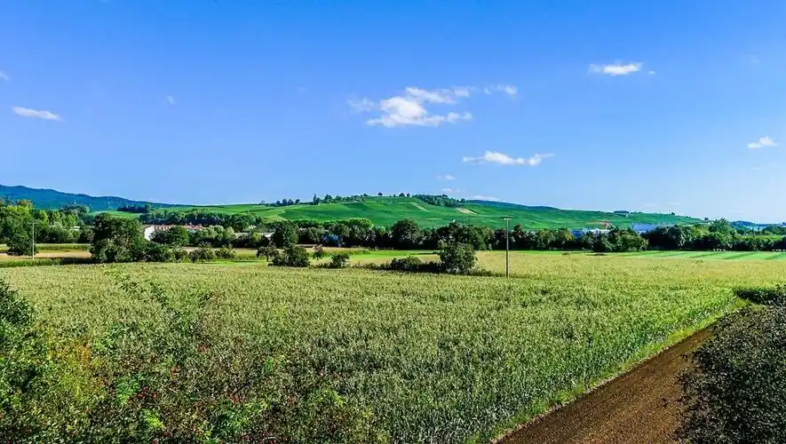 夏之莱茵河谷平原