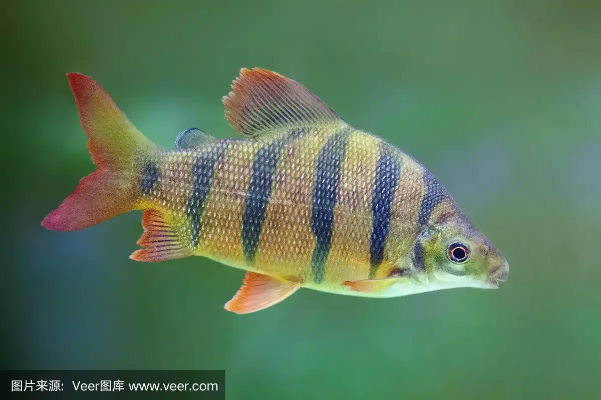 有橙色鳍的黄色条纹鱼.distichodus lusosso.