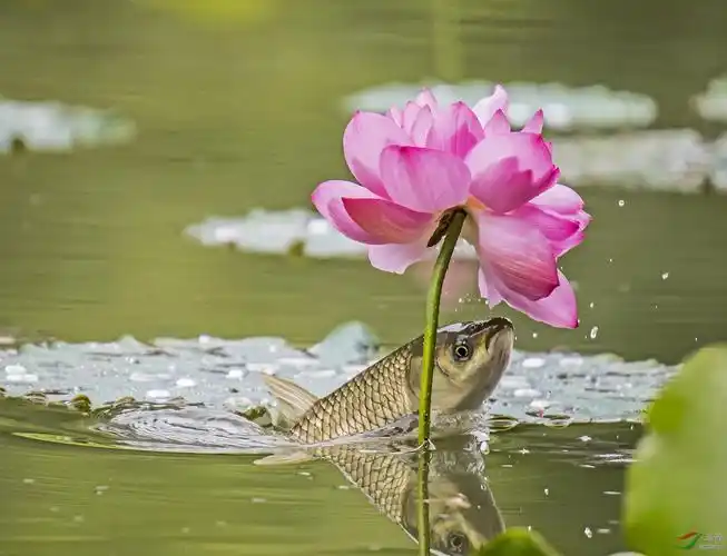 草鱼戏荷